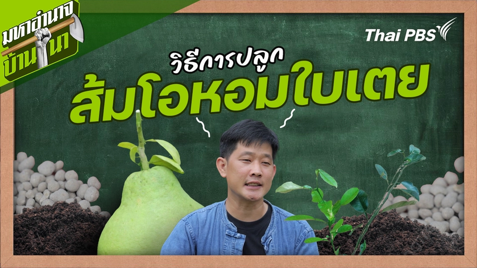 สูตรลับฉบับบ้านนา : วิธีการปลูกส้มโอหอมใบเตย