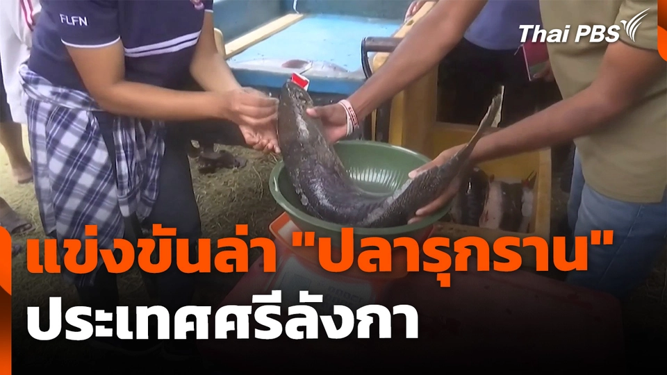 แข่งขันล่าปลารุกรานระบบนิเวศ ประเทศศรีลังกา