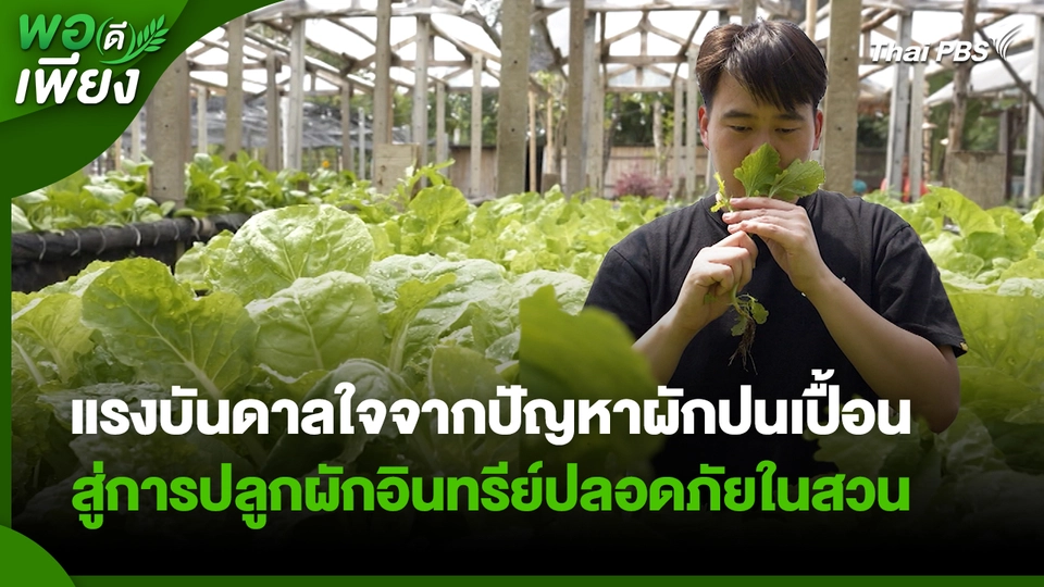 พอดีพอเพียง : แรงบันดาลใจจากปัญหาผักปนเปื้อน สู่การปลูกผักอินทรีย์ปลอดภัยในสวน