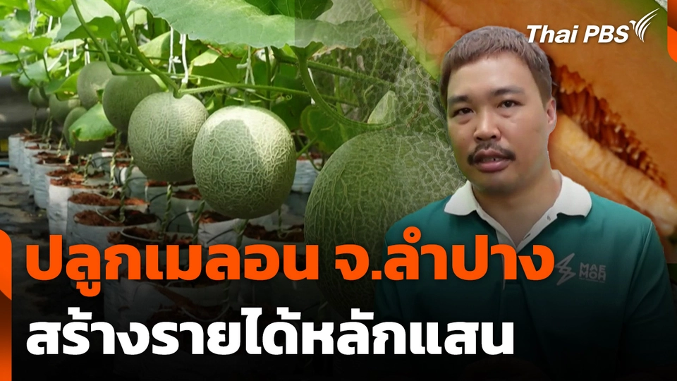 ปลูกเมลอนสร้างรายได้หลักแสน จ.ลำปาง