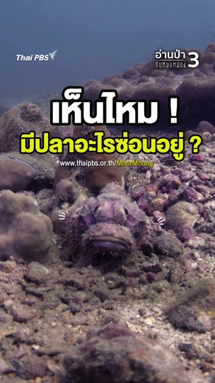 เห็นไหมมีปลาอะไรซ่อนอยู่ ?