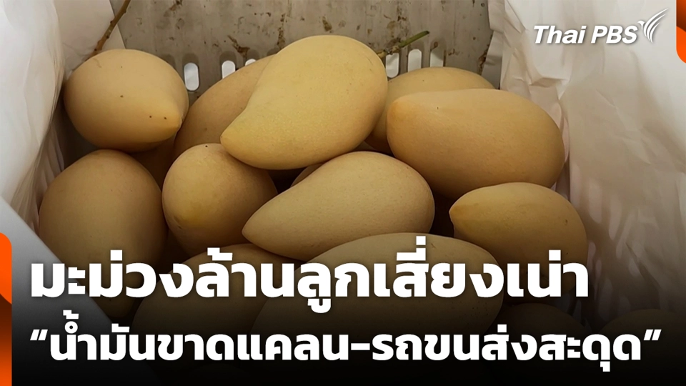 มะม่วงล้านลูกเสี่ยงเน่า “น้ำมันขาดแคลน-รถขนส่งสะดุด”