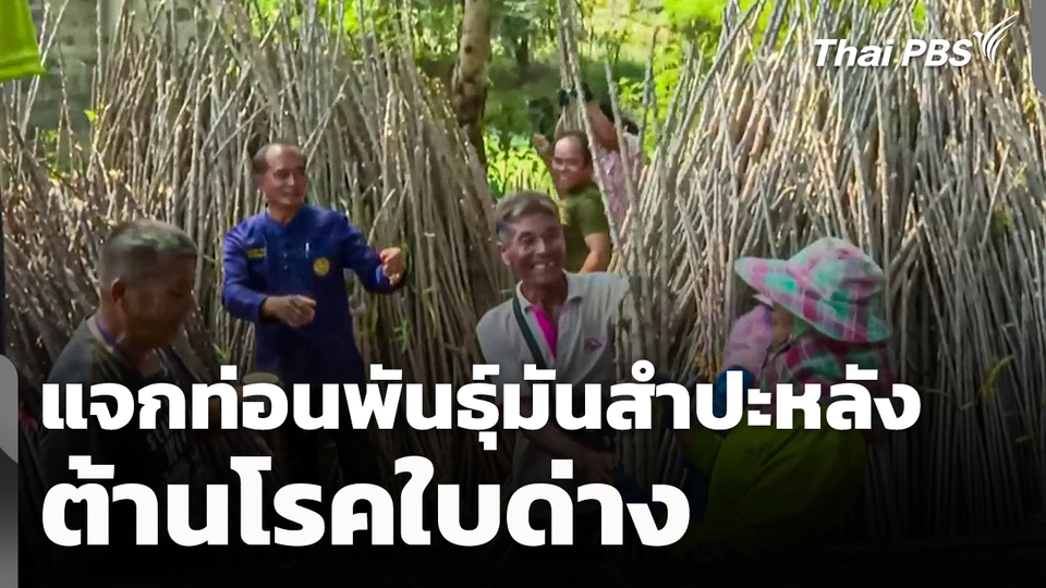  แจกท่อนพันธุ์มันสำปะหลังต้านโรคใบด่าง 