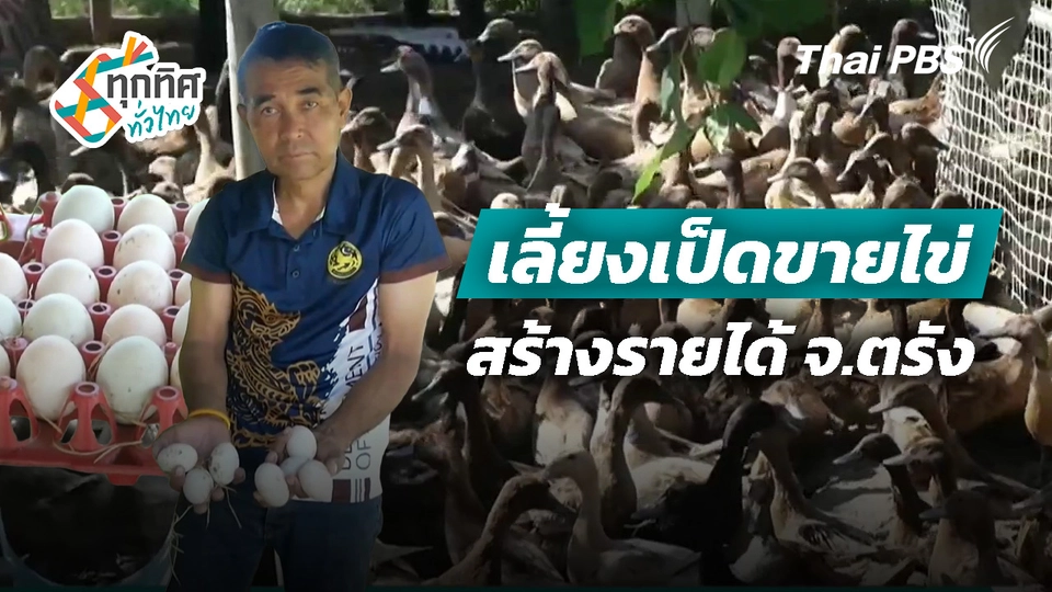 เลี้ยงเป็ดขายไข่สร้างรายได้ จ.ตรัง