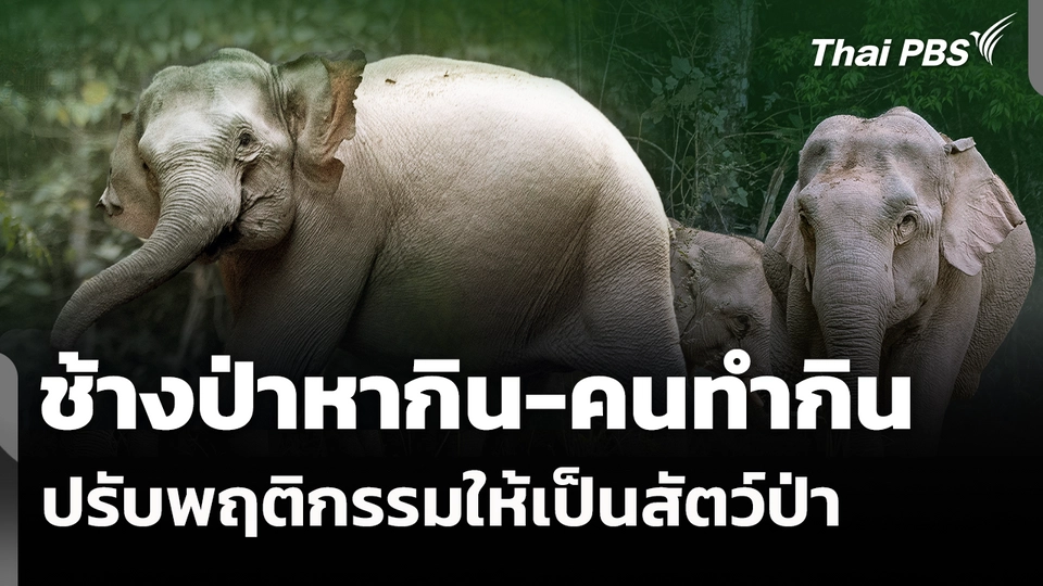 ช้างป่าหากิน-คนทำกิน ปรับพฤติกรรมให้เป็นสัตว์ป่า 