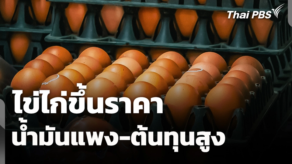 ไข่ไก่ขึ้นราคา หลังน้ำมันแพง-ต้นทุนสูง