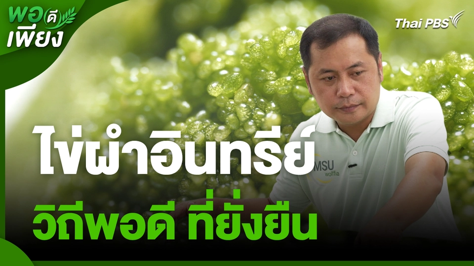 พอดีพอเพียง : ไข่ผำอินทรีย์ วิถีพอดี ที่ยั่งยืน