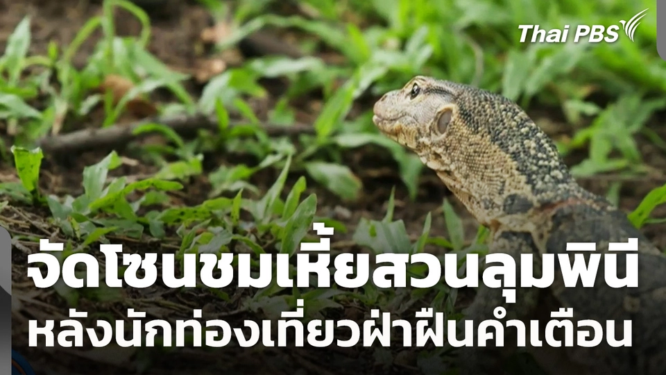 กทม.เล็งจัดโซนชม "เหี้ย" สวนลุมพินี หลังนักท่องเที่ยวฝ่าฝืนคำเตือน