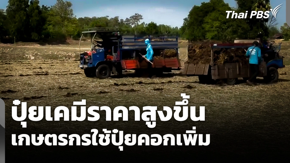 ปุ๋ยเคมีราคาสูงขึ้น เกษตรกรใช้น้อยลง - ใช้ปุ๋ยคอกเพิ่ม