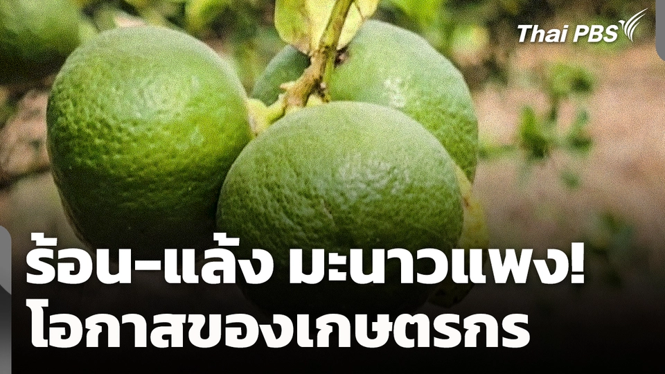 ร้อน-แล้ง มะนาวแพง! โอกาสของเกษตรกร