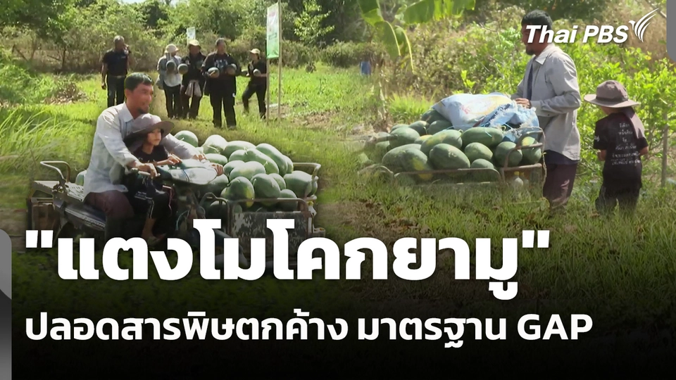 "แตงโมโคกยามู" ปลอดสารพิษตกค้าง มาตรฐาน GAP