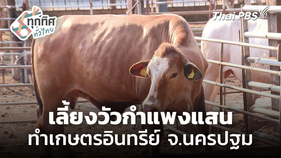 เลี้ยงวัวกำแพงแสน ทำเกษตรอินทรีย์ จ.นครปฐม 