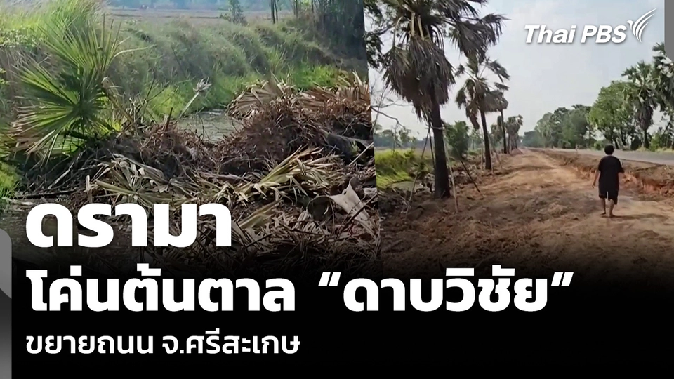 ดรามาโค่นต้นตาล “ดาบวิชัย” ขยายถนน จ.ศรีสะเกษ