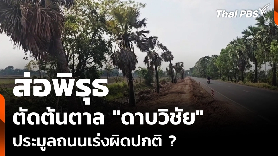 ตัดต้นตาล "ดาบวิชัย" ส่อพิรุธประมูลถนนเร่งผิดปกติ