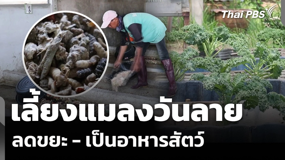 เลี้ยงแมลงวันลาย ลดขยะ - เป็นอาหารสัตว์ 