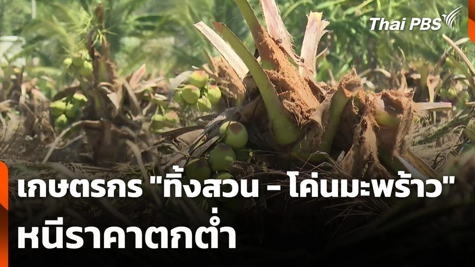 เกษตรกร "ทิ้งสวน - โค่นมะพร้าว" หนีราคาตกต่ำ