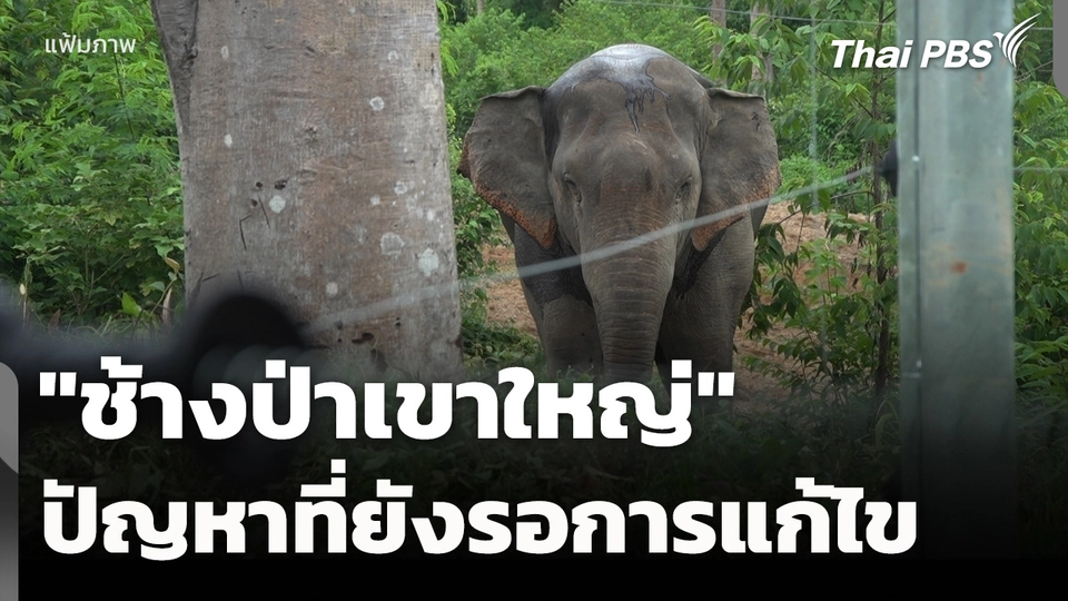 "ช้างป่าเขาใหญ่" ปัญหาที่ยังรอการแก้ไข