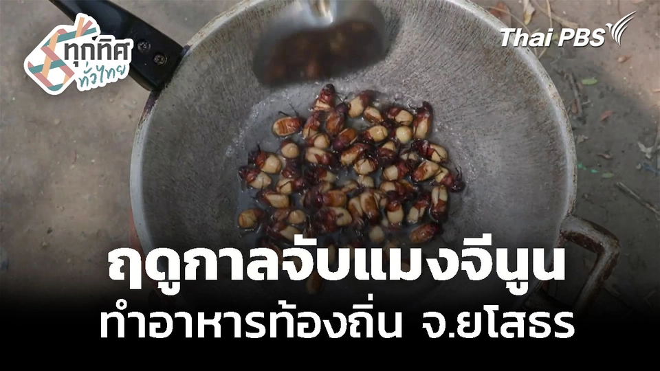 ฤดูกาลจับแมงจีนูน ทำอาหารพื้นถิ่น จ.ยโสธร