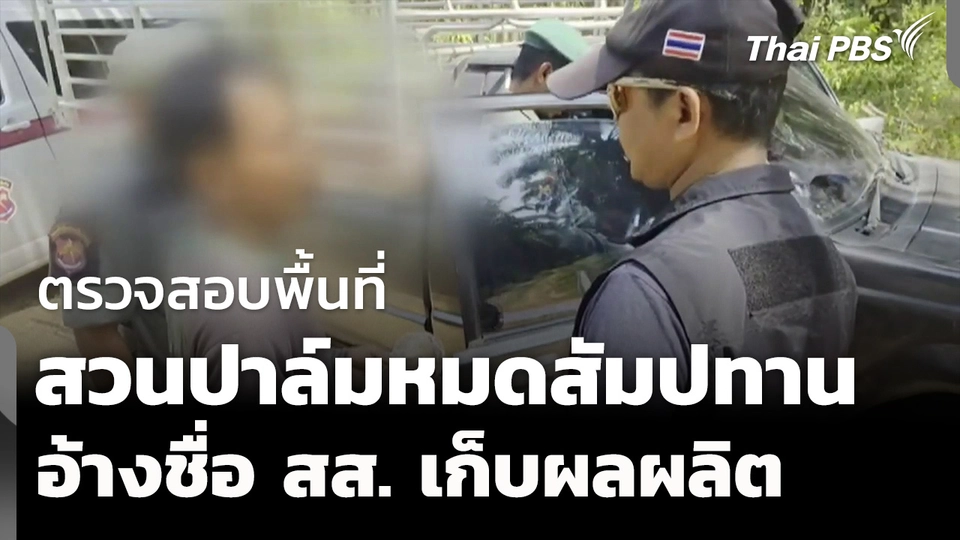 ตรวจสอบพื้นที่สวนปาล์มหมดสัมปทาน อ้างชื่อ สส. เข้าเก็บผลผลิต 