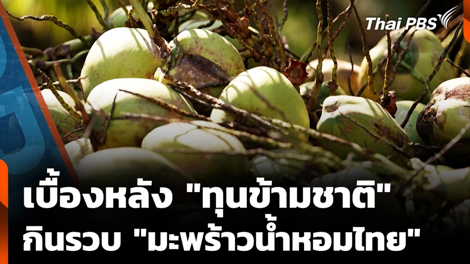 เบื้องหลัง "กลุ่มทุนข้ามชาติ" กินรวบ "มะพร้าวน้ำหอมไทย"