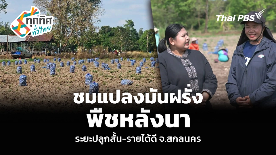 ชมแปลงมันฝรั่ง พืชหลังนา ระยะปลูกสั้น-รายได้ดี จ.สกลนคร