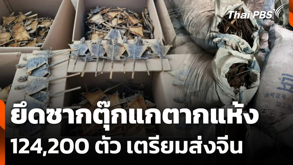 ยึดซากตุ๊กแกตากแห้ง 124,200 ตัว เตรียมส่งไปจีน