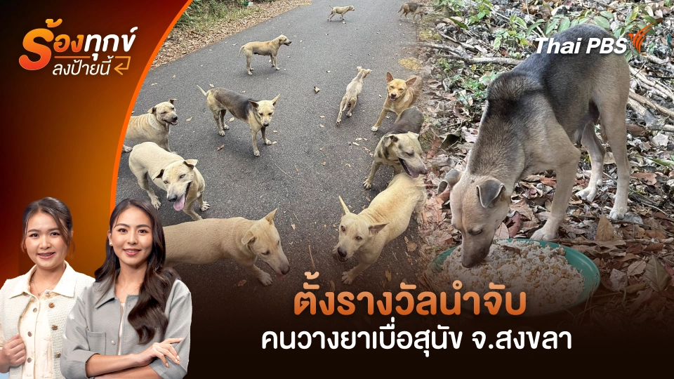 ตั้งรางวัลนำจับคนวางยาเบื่อสุนัข จ.สงขลา