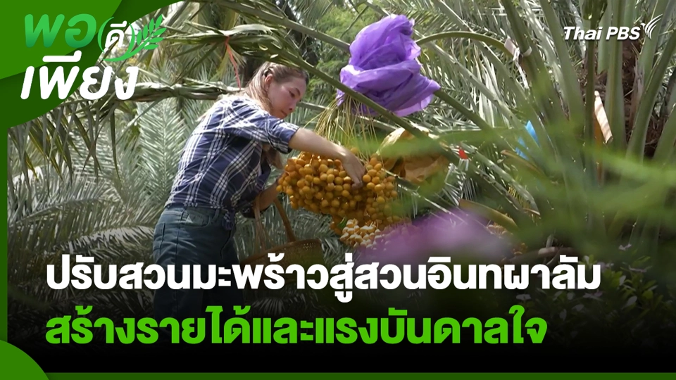 ปรับสวนมะพร้าวสู่สวนอินทผาลัม สร้างรายได้และแรงบันดาลใจ