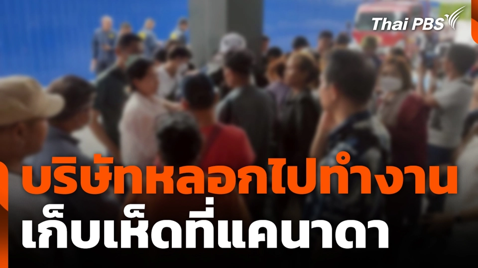 บริษัทหลอกไปทำงานเก็บเห็ดที่แคนาดา