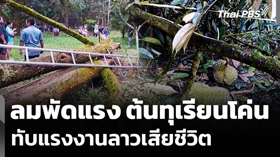 จันทบุรีลมกระโชกแรง ต้นทุเรียนยักษ์โค่นทับแรงงานลาวเสียชีวิต