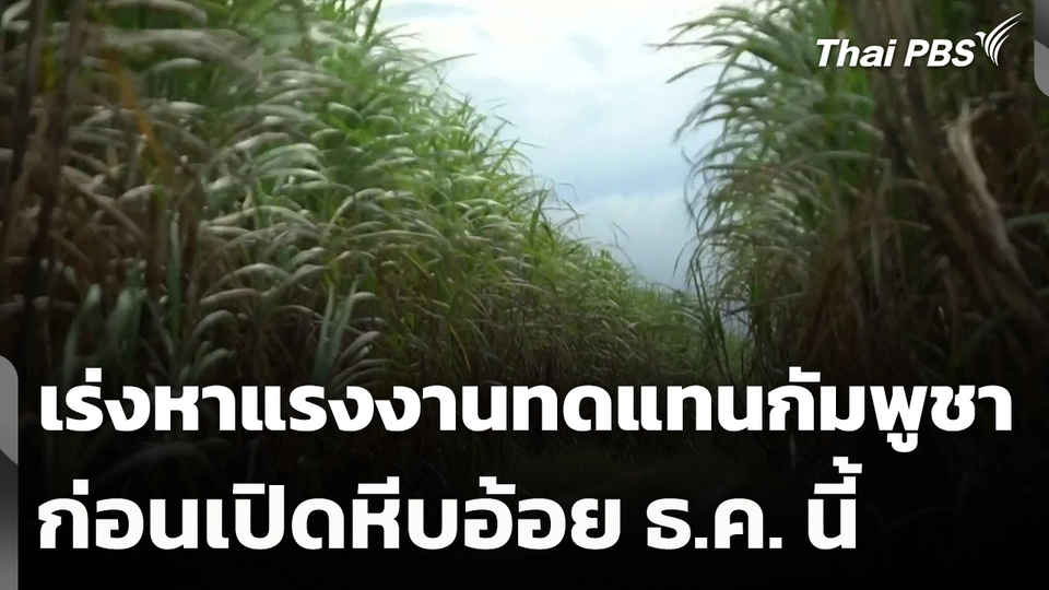 เร่งหาแรงงานทดแทนกัมพูชาก่อนเปิดหีบอ้อย