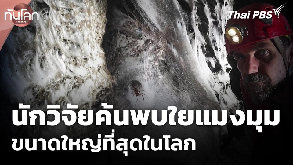 นักวิจัยค้นพบใยแมงมุมขนาดใหญ่ที่สุดในโลก