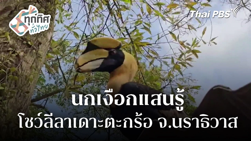 นกเงือกแสนรู้ โชว์ลีลาเดาะตะกร้อ จ.นราธิวาส