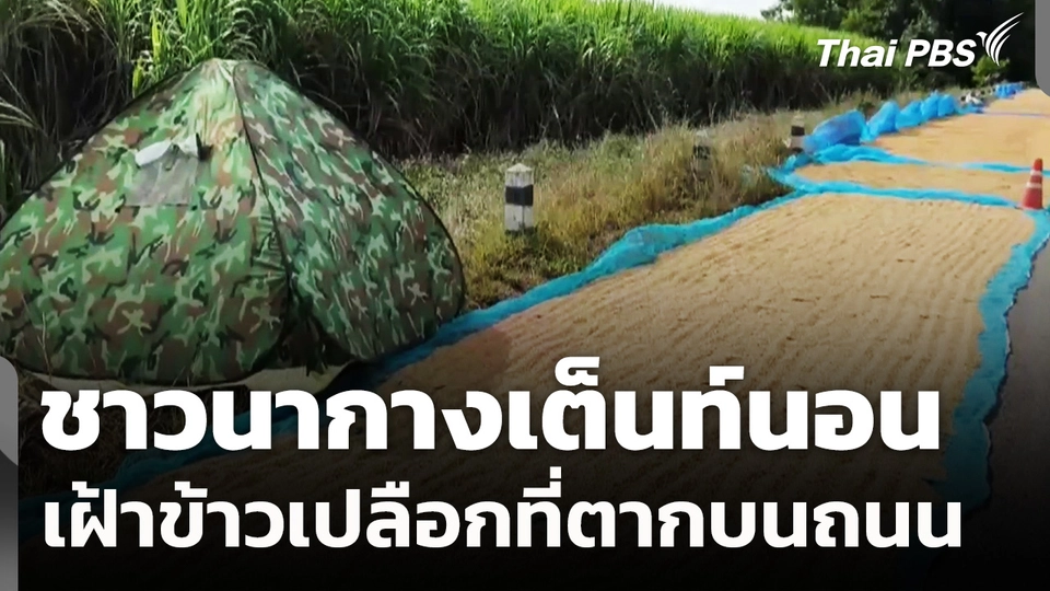 ชาวนา จ.นครราชสีมา กางเต็นท์นอนเฝ้าข้าวเปลือกที่ตากบนถนน