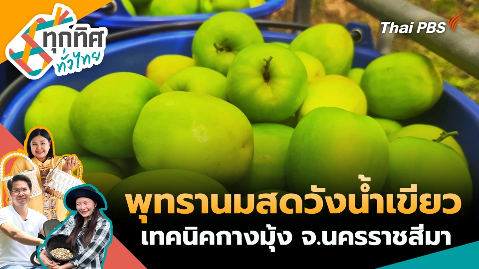 พุทรานมสดวังน้ำเขียวเทคนิคกางมุ้ง จ.นครราชสีมา