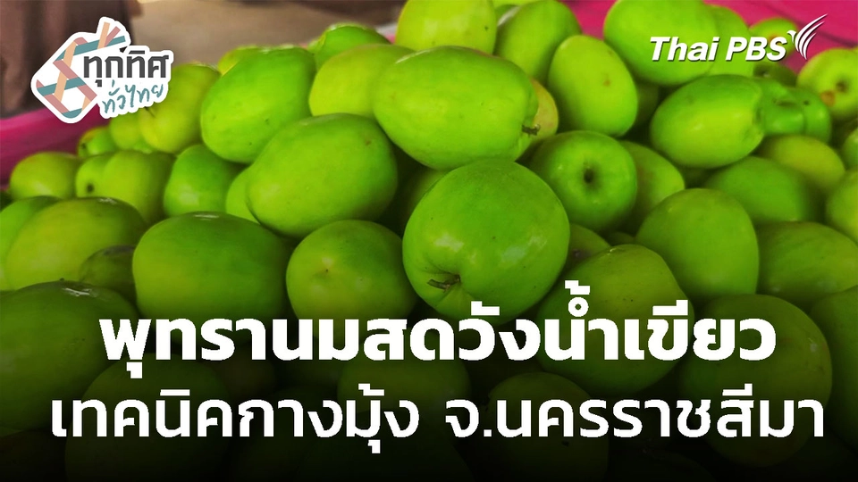 พุทรานมสดวังน้ำเขียว เทคนิคกางมุ้ง จ.นครราชสีมา