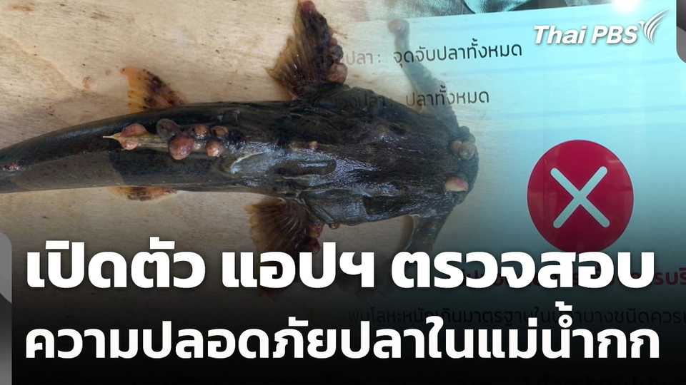 เปิดตัว แอปฯ ตรวจสอบ ความปลอดภัยของปลาในแม่น้ำกก