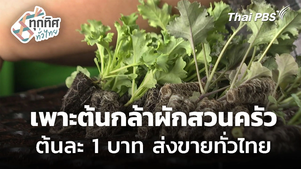เพาะต้นกล้าผักสวนครัว ต้นละ 1 บาท ส่งขายทั่วประเทศ