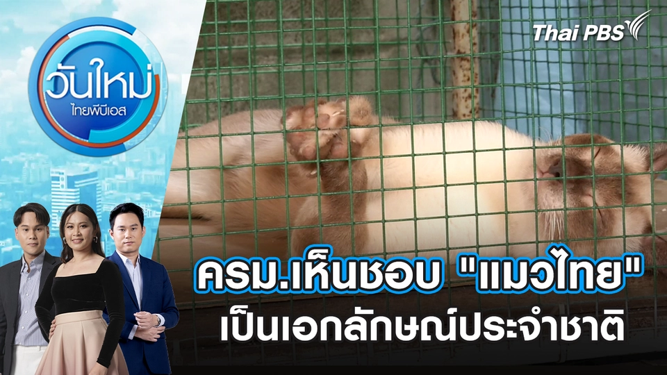 ครม.เห็นชอบ "แมวไทย" เป็นเอกลักษณ์ประจำชาติ | 19 พ.ย. 68
