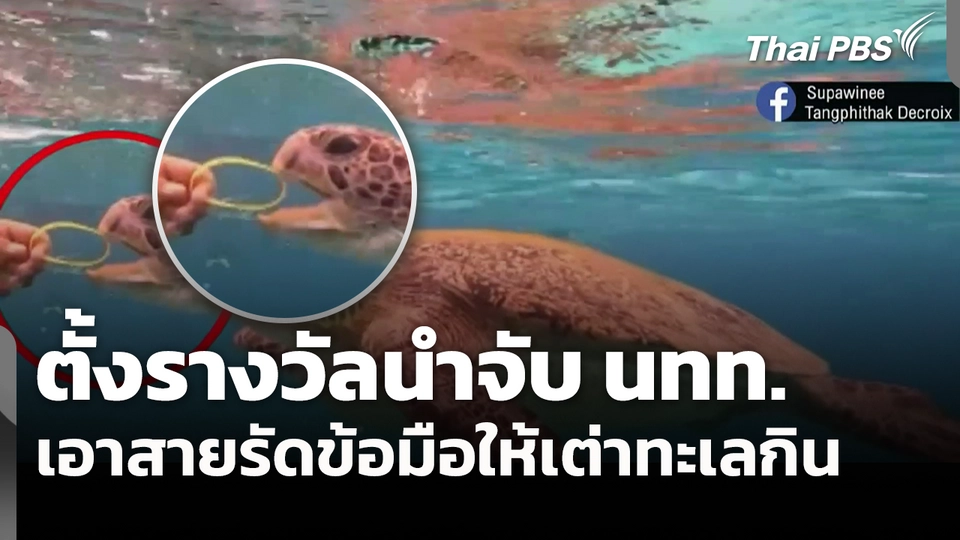 ตั้งรางวัลนำจับ นทท.เอาสายรัดข้อมือให้เต่าทะเลกิน