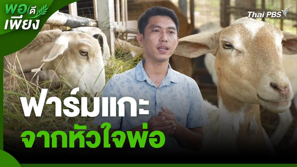 พอดีพอเพียง : ฟาร์มแกะจากหัวใจพ่อ