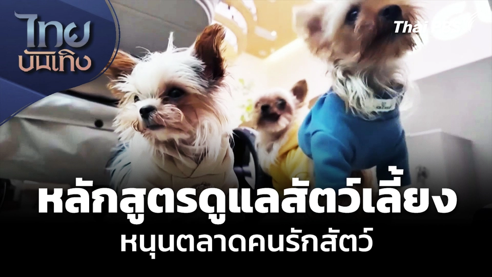 จีนเปิดหลักสูตร "การดูแลสัตว์เลี้ยง" หนุนตลาดคนรักสัตว์