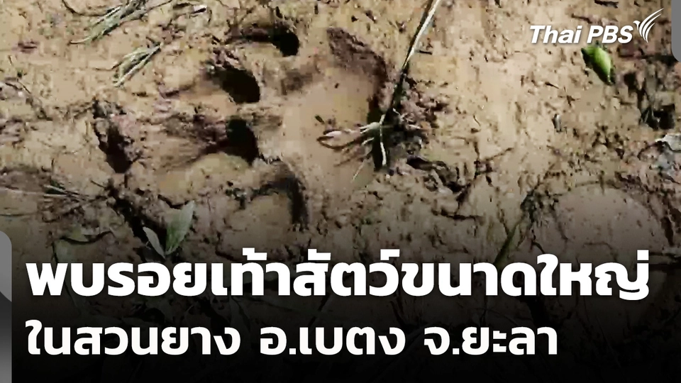 พบรอยเท้าสัตว์ขนาดใหญ่ในสวนยาง อ.เบตง จ.ยะลา