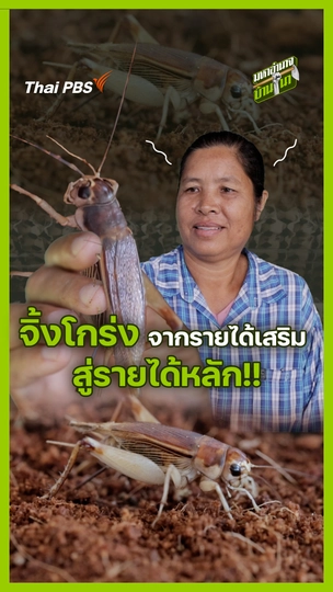 จิ้งโกร่ง จากรายได้เสริม สู่รายได้หลัก