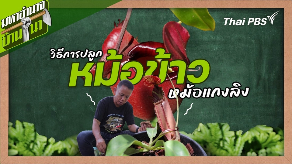 สูตรลับฉบับบ้านนา : วิธีการปลูกต้นหม้อข้าวหม้อแกงลิง
