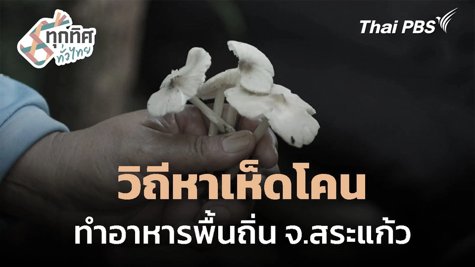 วิถีหาเห็ดโคน ทำอาหารพื้นถิ่น จ.สระแก้ว