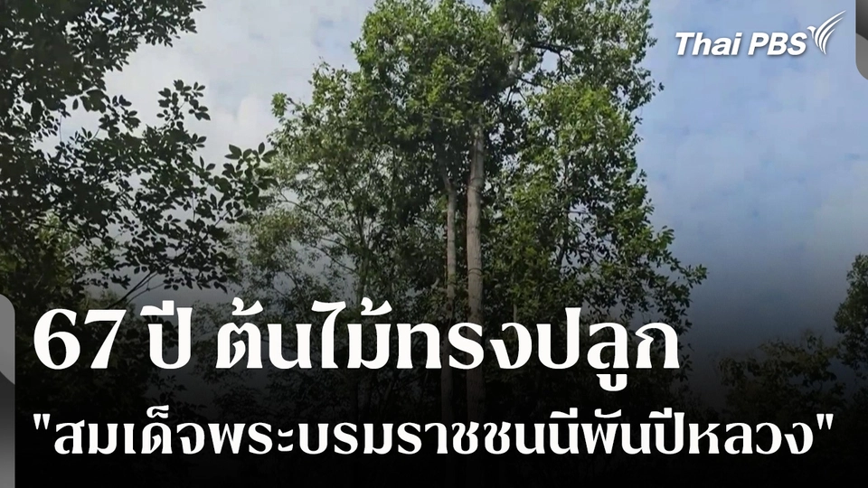 67 ปี ต้นไม้ทรงปลูก "สมเด็จพระบรมราชชนนีพันปีหลวง" จ.พิษณุโลก