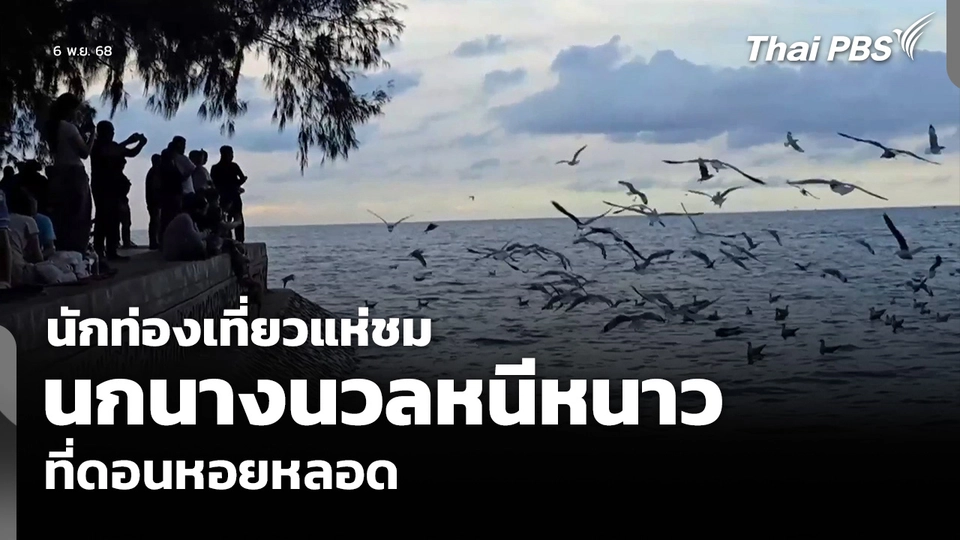 นักท่องเที่ยวแห่ชม นกนางนวลหนีหนาว ที่ดอนหอยหลอด