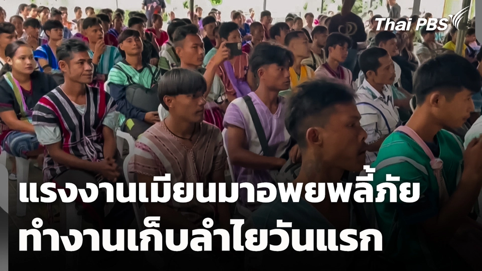 แรงงานเมียนมาอพยพลี้ภัยทำงานเก็บลำไยวันแรก