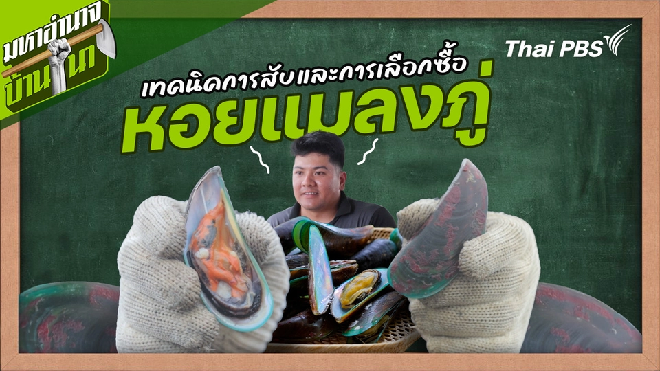 สูตรลับฉบับบ้านนา : เทคนิคการสับและการเลือกซื้อหอยแมลงภู่